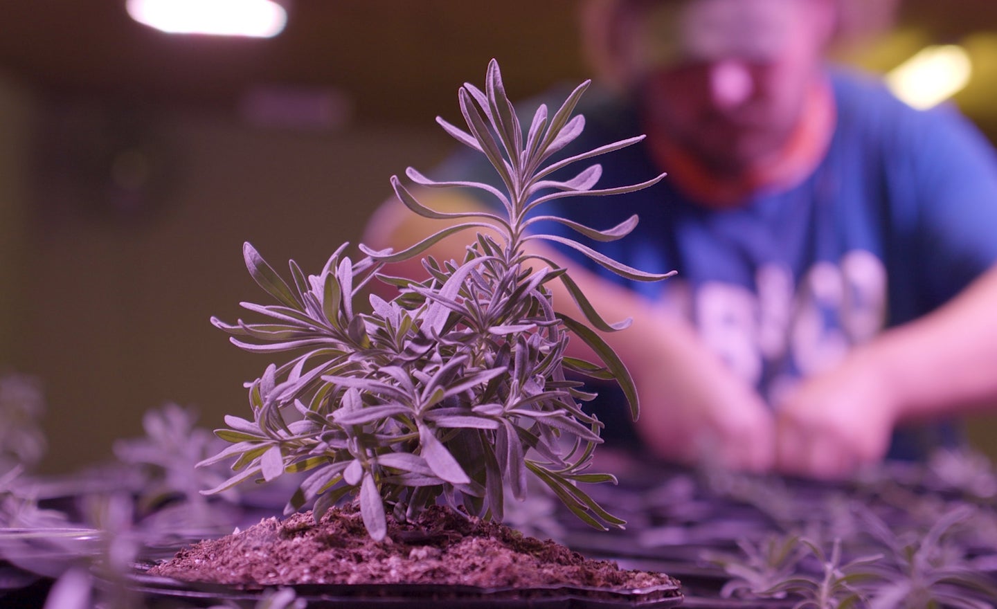 How abandoned strip mines are being rescued by a field of sweet-smelling purple plants