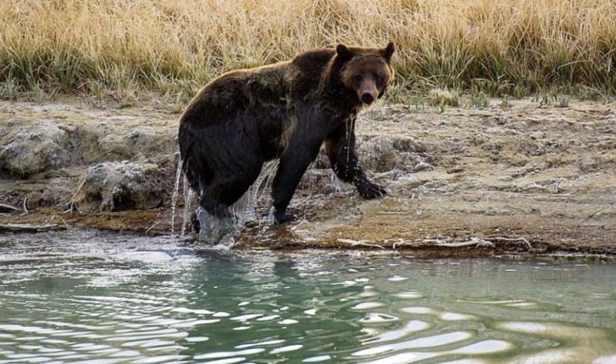 yellowstone grizzly