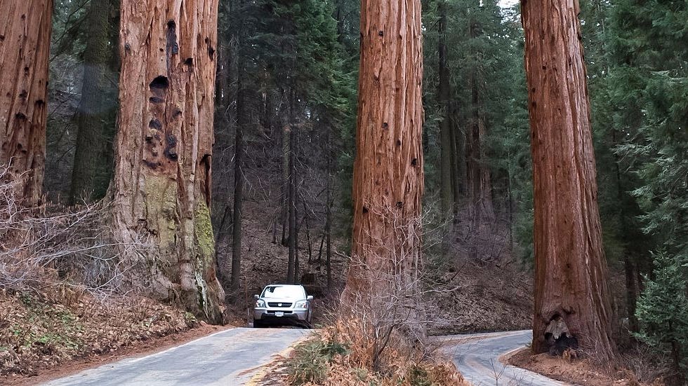 Giant Sequoia