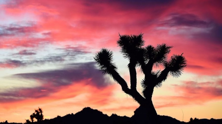 Joshua_tree_national_park