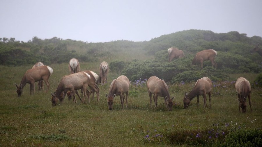 PointReyesNationalSeashore_elk