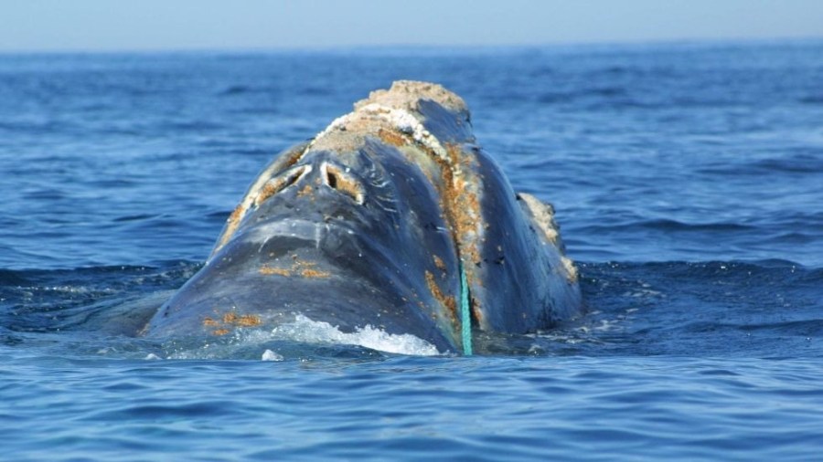 rightwhale_ocean_conservation