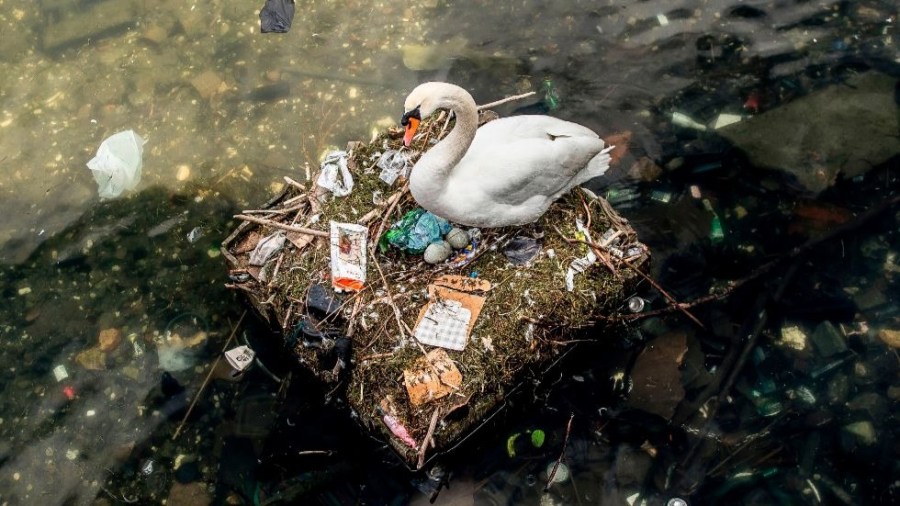 swan1_plastic pollution