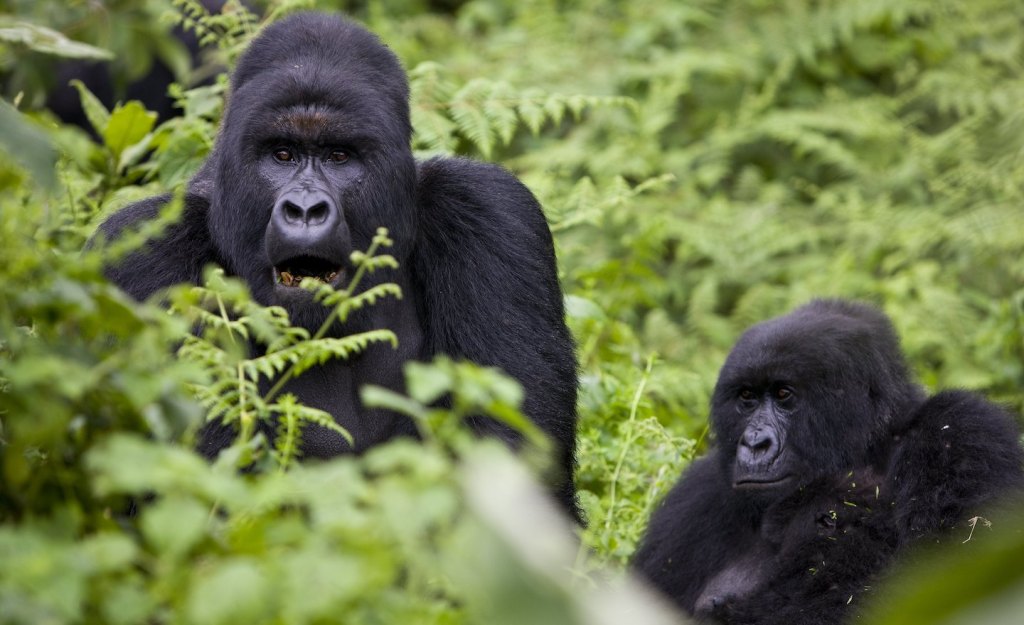 Mountain gorilla in Virunga National Park in the Democratic Republic of Congo