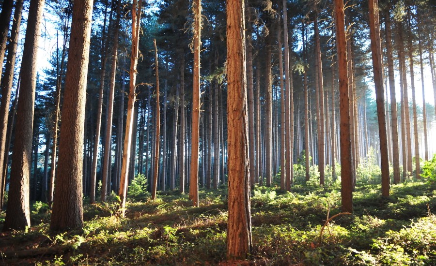 Sugarpine trees in a forest