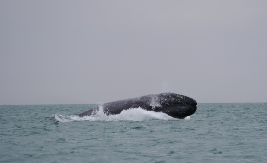 grey whale conservation, gray whale conservation, whales, whaling conflict