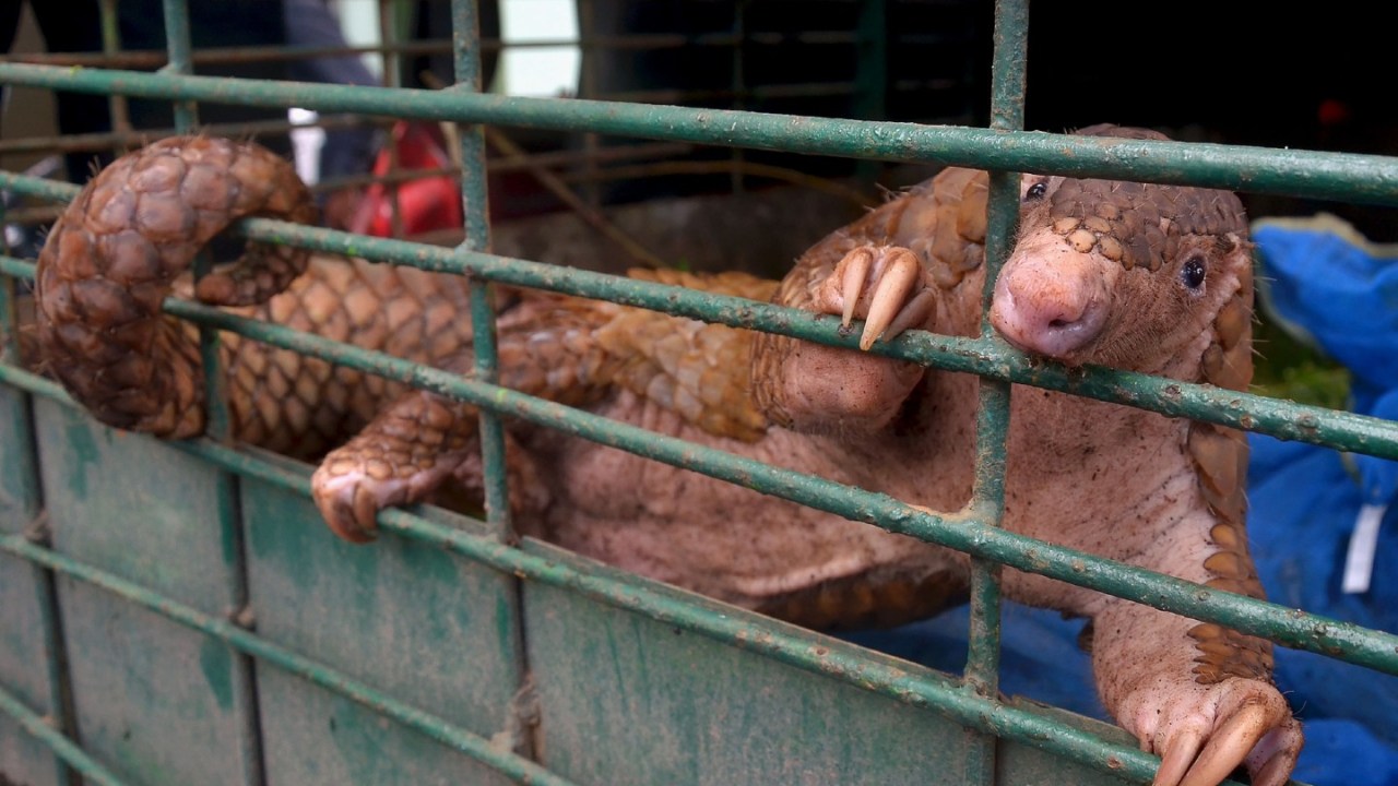 pangolin in a cage