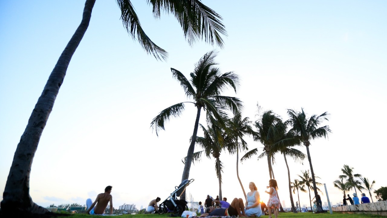 people sit on a stretch of green under palm trees near the ocean in florida