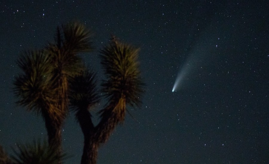 Comet Neowise over a Southern California Joshua Tree