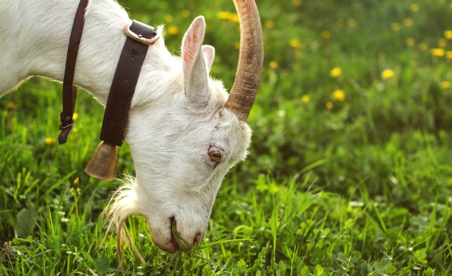 Female goat grazing on green grass, meadow with dandelions in background