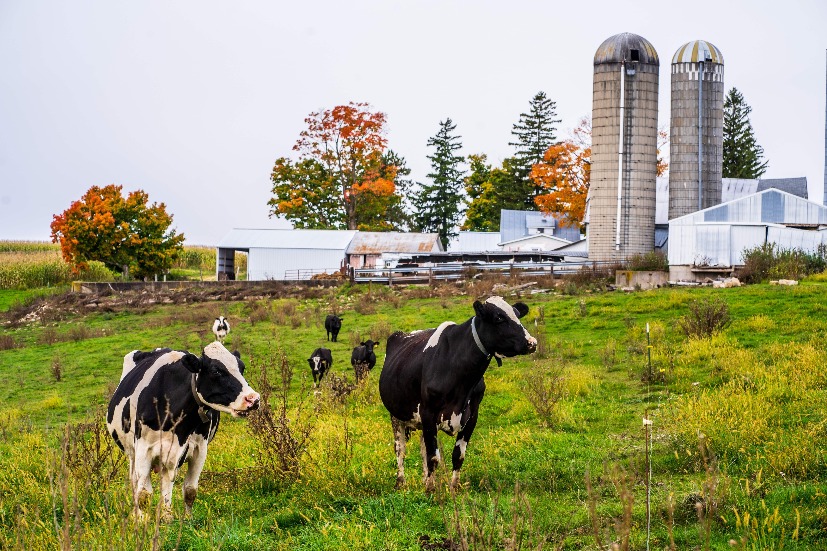 dairy cows