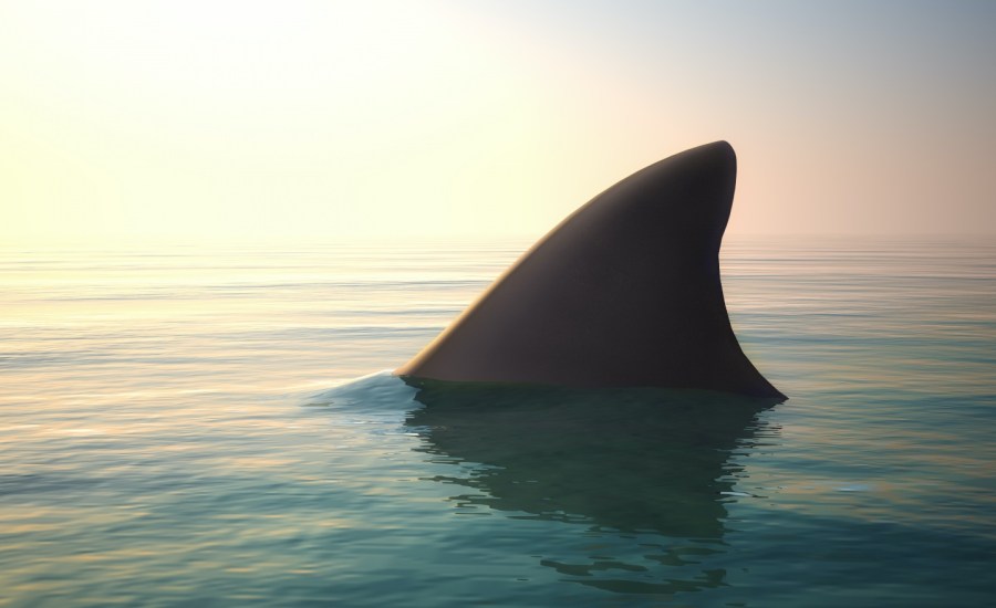 Shark fin above ocean water