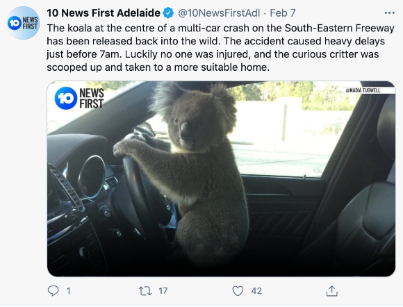 A koala involved in an accident in Australia