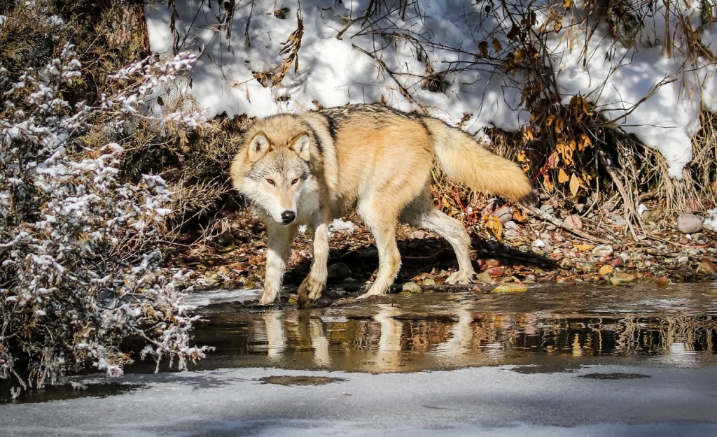 gray wolf in Montana