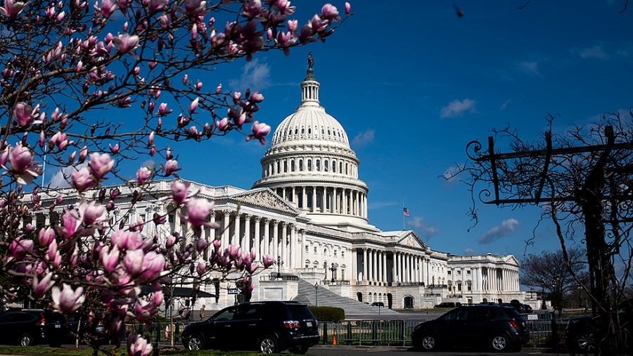 Trees bloom on the East Front of the U.S. Capitol