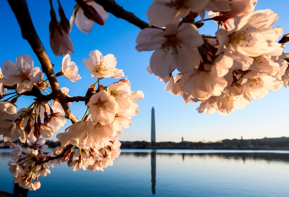 The Washington Monument is seen through cherry blossoms as the sun rises on the Tidal Basin in Washington, DC.