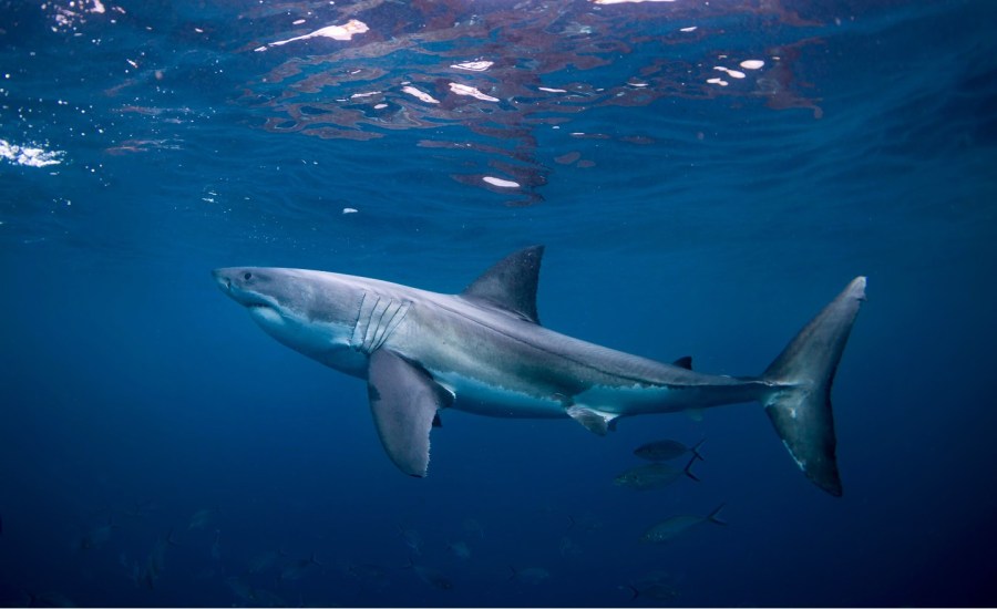 Great White Shark underwater