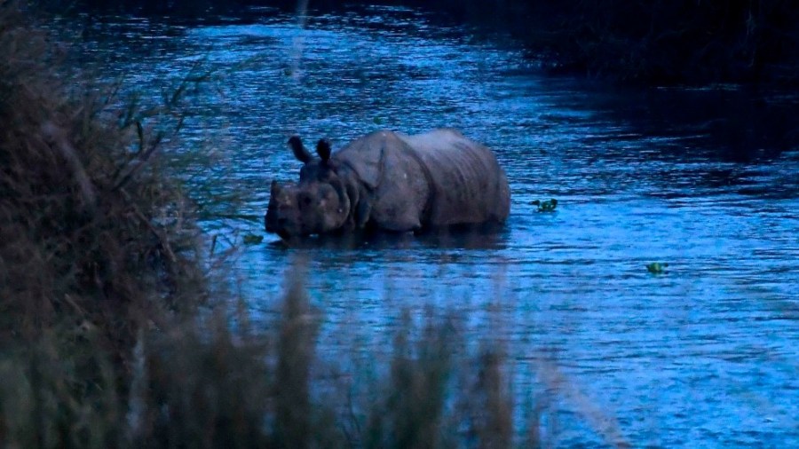 A rhino in Nepal