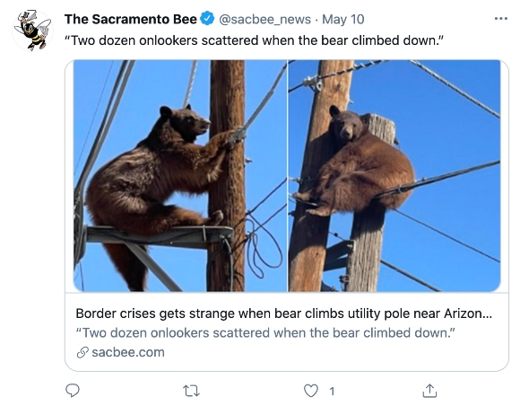 Bear climbs utility pole near Arizona/Mexico border