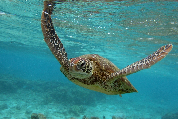 A sea turtle