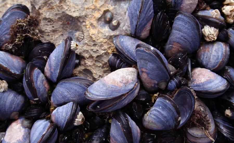 a closeup of mussels in shells on a rocky shore