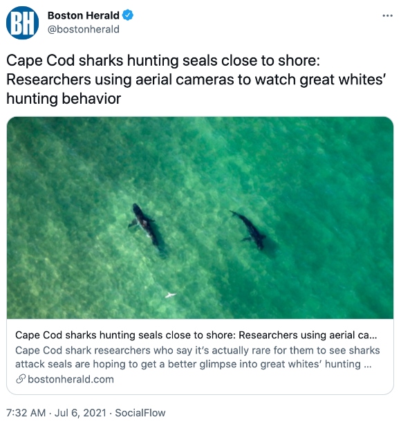 Researchers using aerial cameras to watch great whites’ hunting behavior