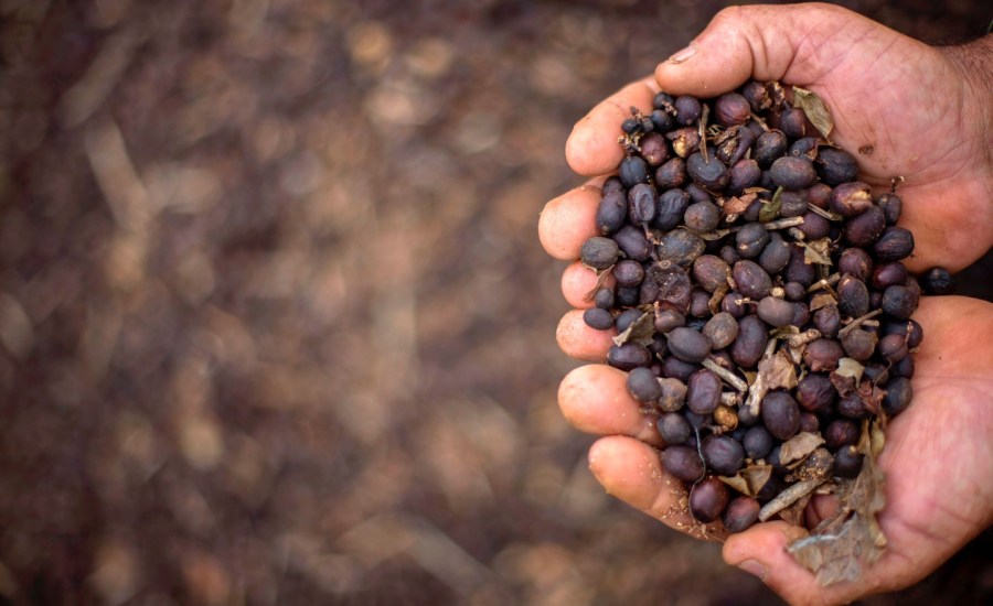 Farmer shows hand-picked coffee beans on his family farm located in Forquilha do Rio, municipality of Dores do Rio Preto, Espirito Santo, Brazil, on November 23, 2017.