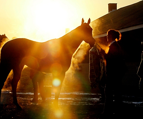 Steam rises from the backs of thoroughbred horses