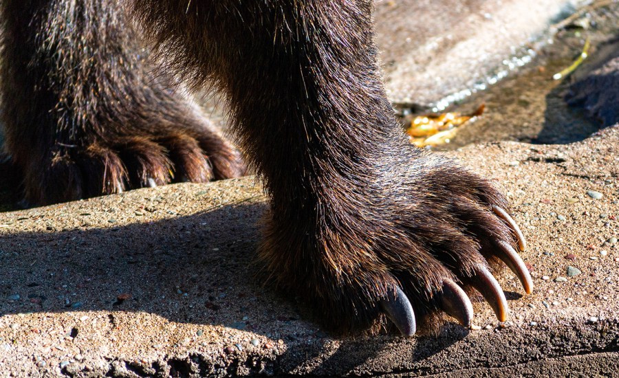 Eurasian brown bear claws