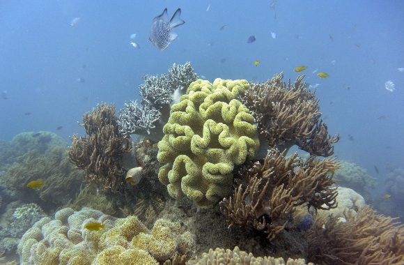 Fish swimming through the coral on Australia's Great Barrier Reef.