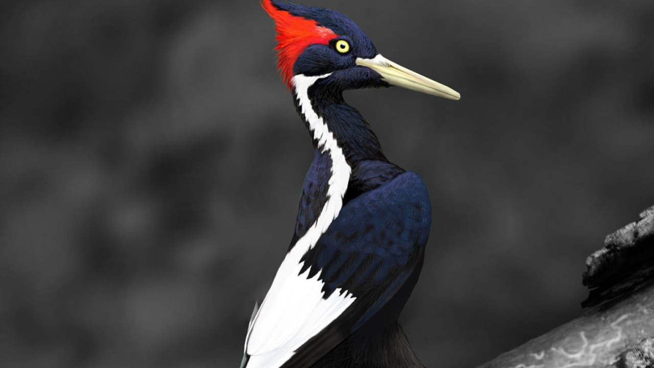 Woodpecker