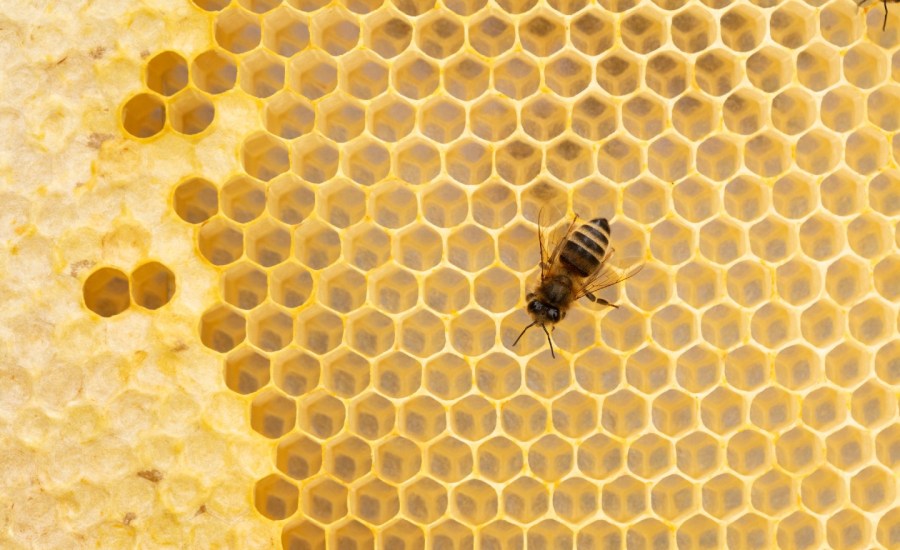 a honey bee on a honeycomb hive