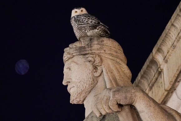 A rare snowy owl looks down from its perch atop of the Louis St. Gaudens's allegorical Archimedes statue