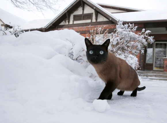 A three-year-old tom cat named Cato investigates the snow following a late winter storm Thursday, Feb. 26, 2015, in Denver