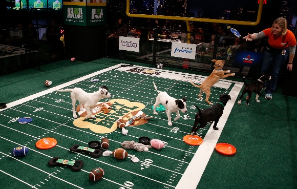 Puppy Bowl X at the Discovery Times Square Experience in New York 