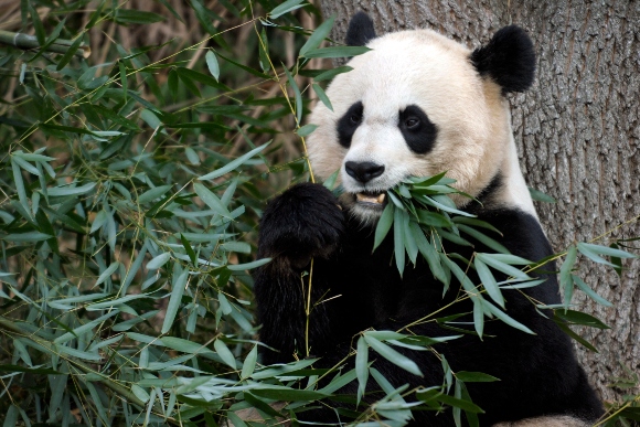 Mei Xiang, the female giant panda at the Smithsonian's National Zoo in Washington, eats breakfast