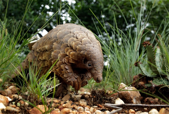 A pangolin looks for food on private property in Johannesburg, South Africa