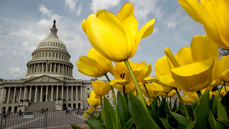 Flowers are seen on the East Front Plaza of the Capitol on Wednesday, April 13, 2022.