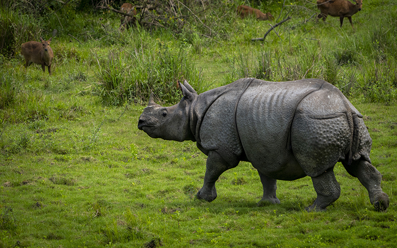 A one-horned rhinoceros runs