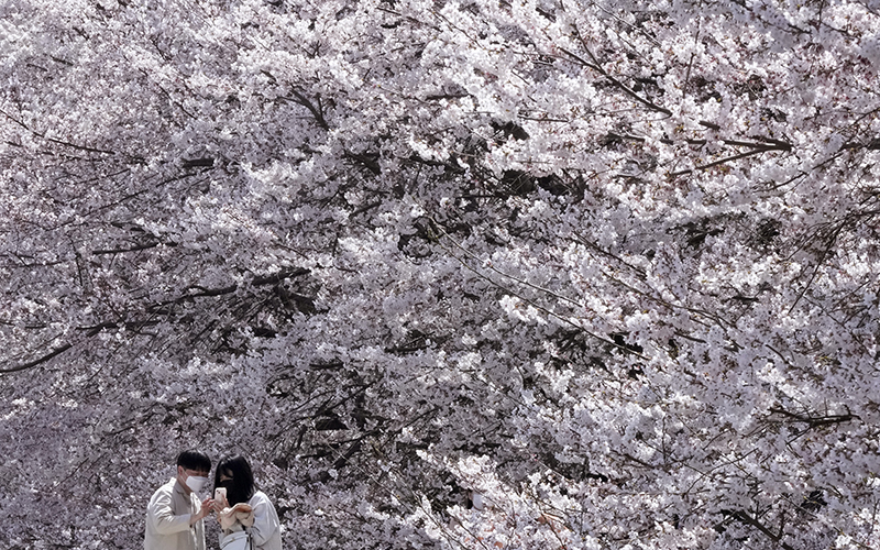 A couple takes a photo under cherry blossom trees