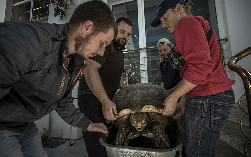 Employees work to move a rescued turtle by holding its shell