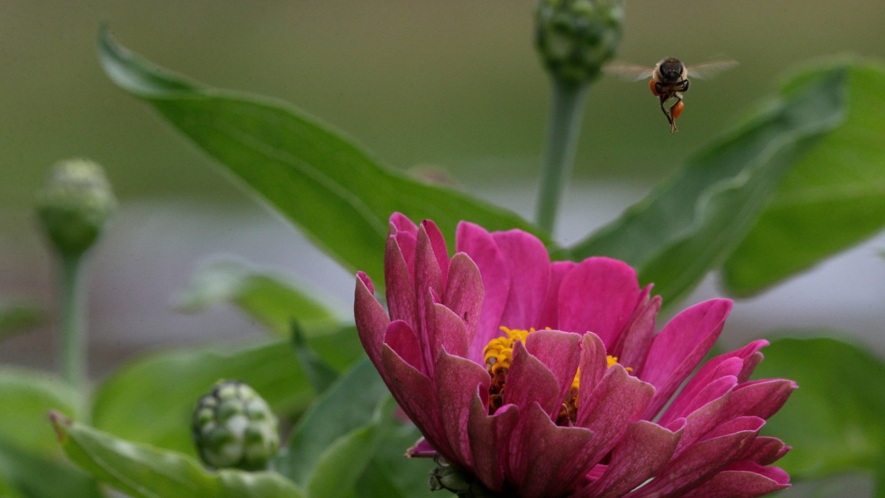 bee and zinnia flower