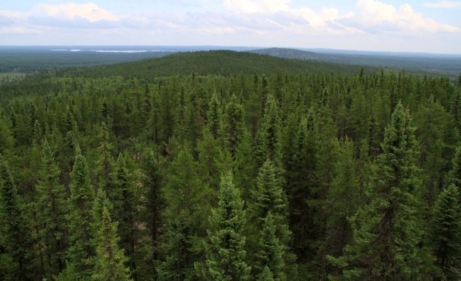 Boreal forests in Canada.