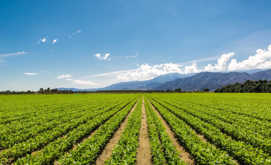 Organic crops grow in California.