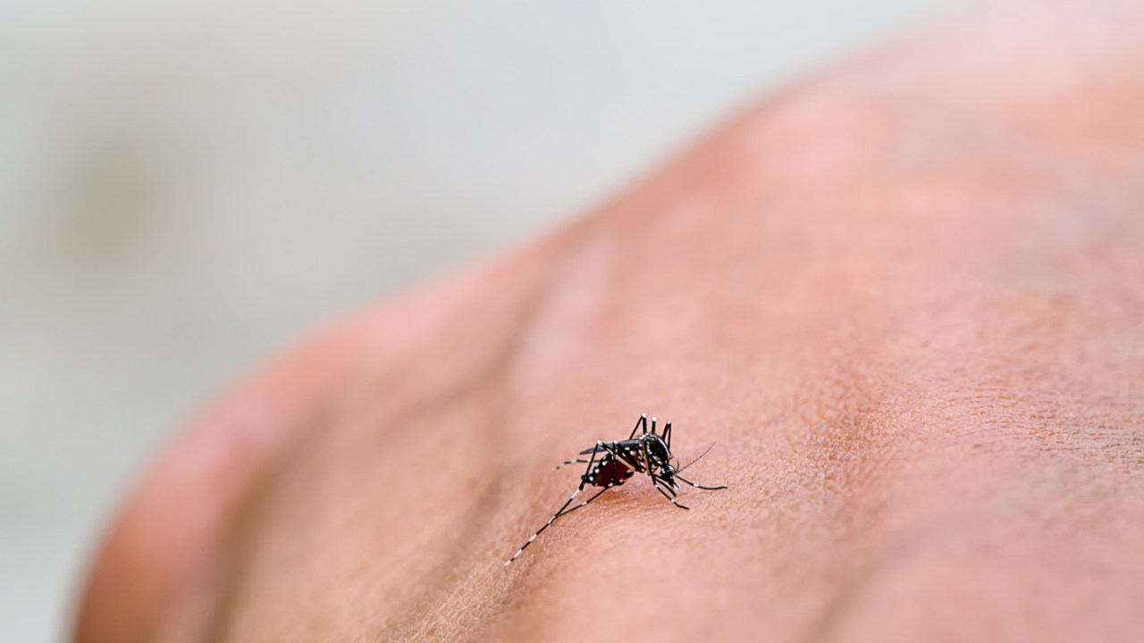 close up of a mosquito on a hand
