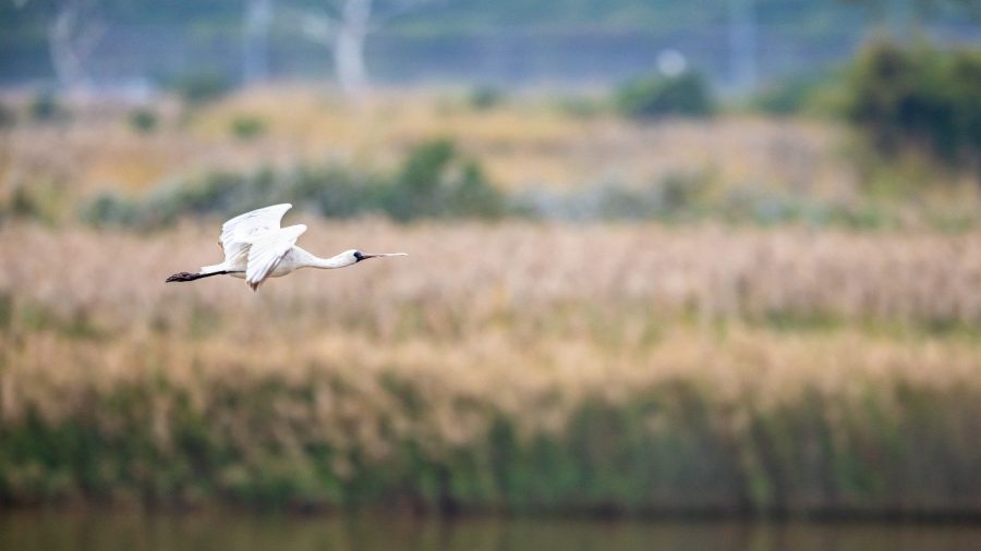 An endangered Black-faced Spoonbill flies over wetlands.