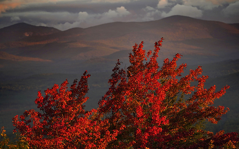 A maple tree displays its autumn foliage in Bridgton, Maine