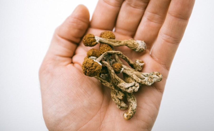 mushroom psilocybe cubensis in a hand