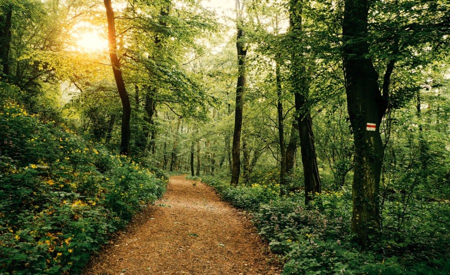 Trail in woods.