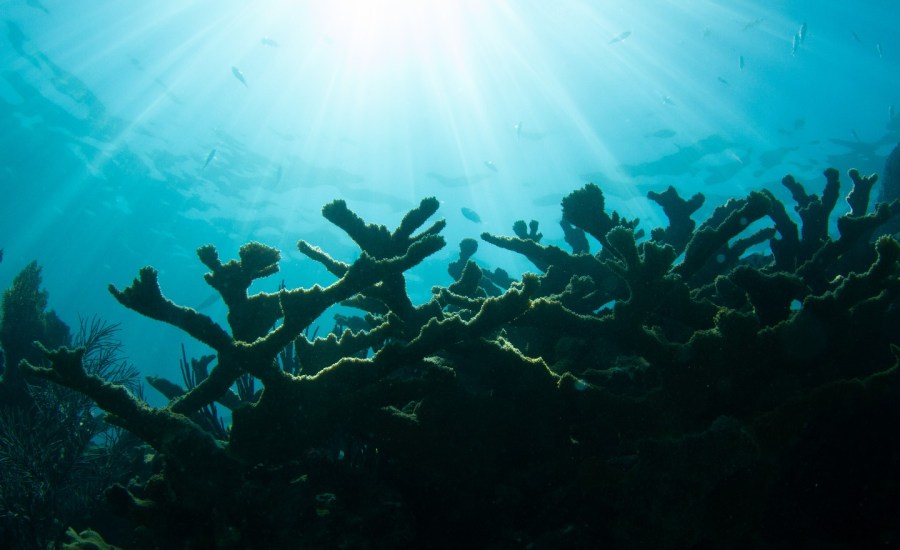 Coral Reef in Looe Key, Florida Keys.